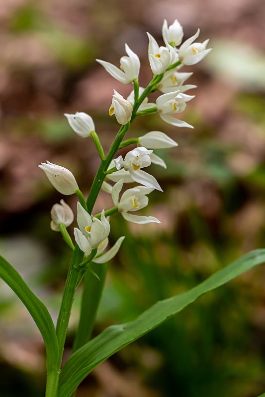 长叶头茅的花在野外，闭合