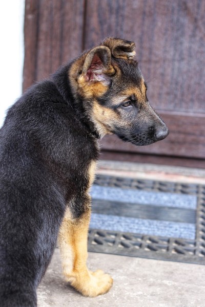 德国牧羊犬小狗肖像
