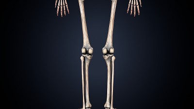 人体骨骼腿关节解剖的三维插图