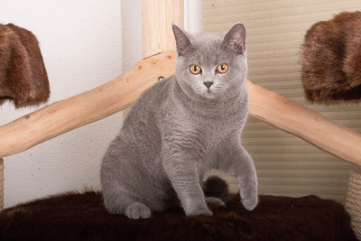一只漂亮的灰色猫正坐在抓挠杆上
