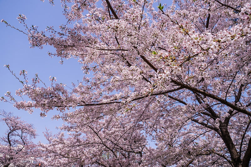 樱花盛开