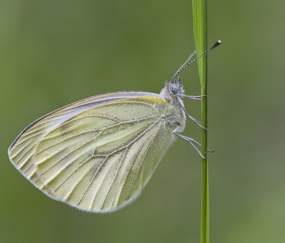 Aporia crataegi，黑脉白色。
