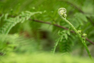 在绿色背景上的蕨类植物