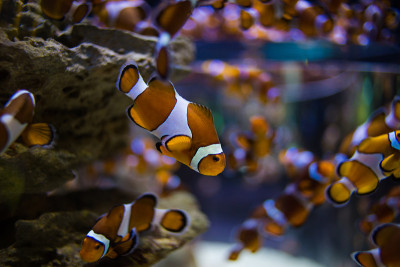 这是海葵鱼在南非水族缸中游泳的特写照片