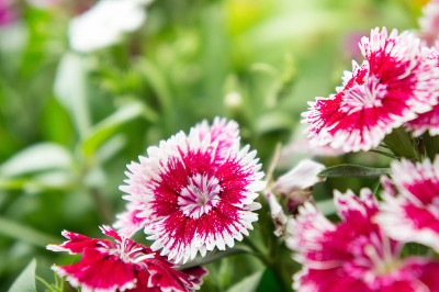 石竹花，花团锦簇，姹紫嫣红