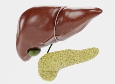 人类肝脏与胰腺的现实3D渲染