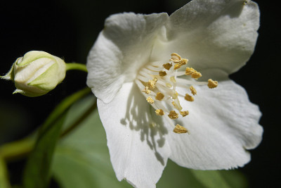 Phyladelphus