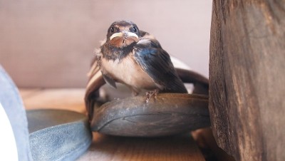 非常好奇的幼年仓燕(Hirundo rustica)，希腊，哈尔基迪基