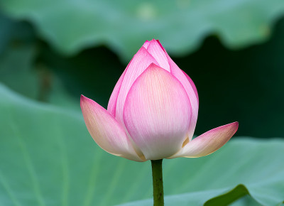 莲花