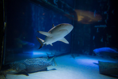 在水族馆珊瑚礁上的热带鱼的照片