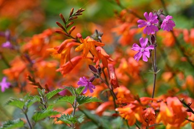 Crocosmia