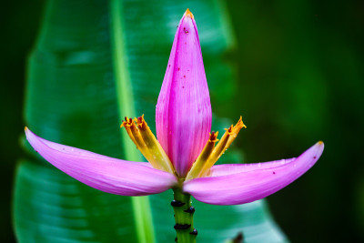 香蕉花