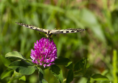 Papilio Machaon -蝴蝶在粉红色的花
