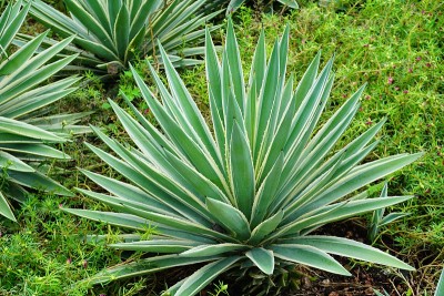 美国Agave