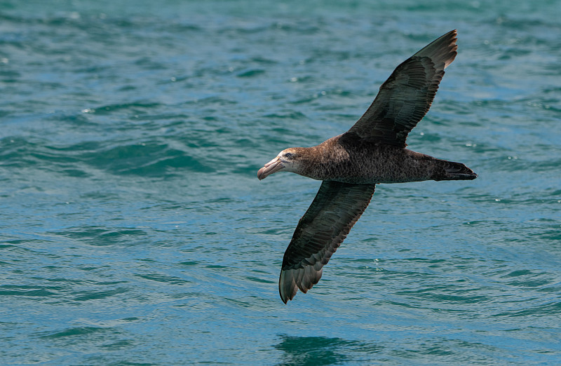 A Giant Northern Petrel Gliding Above the Ocean