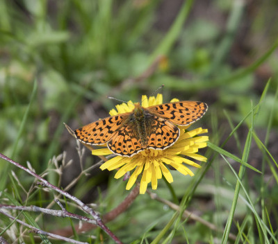 Pearl-bordered Fritillary Butterfly (Boloria euphr