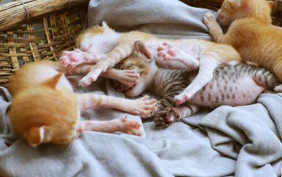 搞笑场景四只新生小猫一起睡觉，可爱、幽默的小动物宝宝