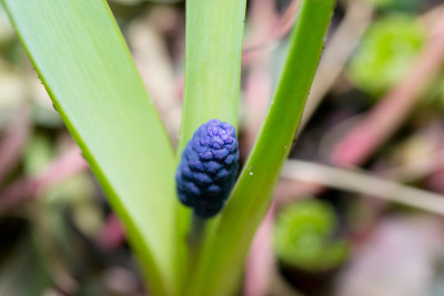 小的花