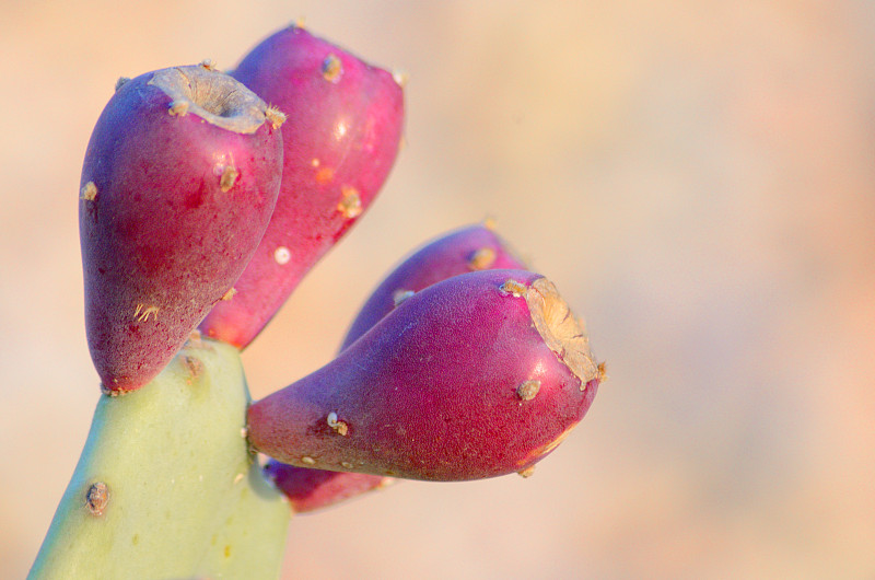 带刺的仙人掌plant.Peyote.Cactaceae