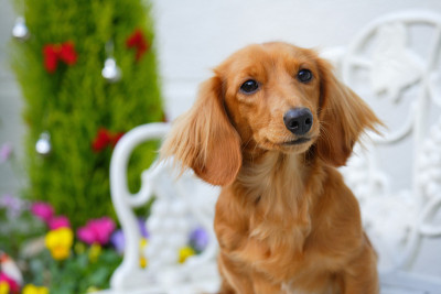 迷你腊肠犬