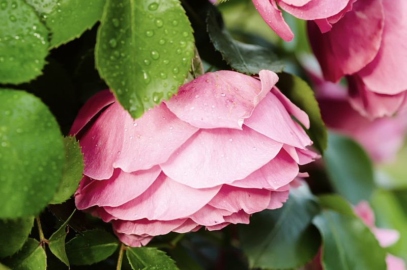 Pink roses garden