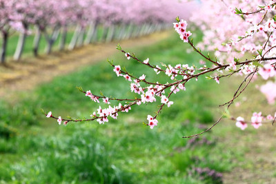 樱花樱花