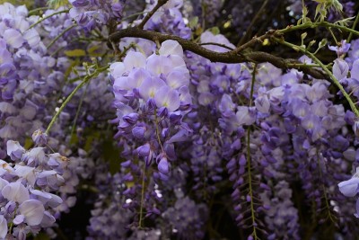 美丽的花朵紫藤
