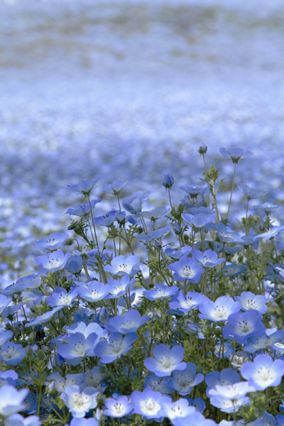 小蓝眼花