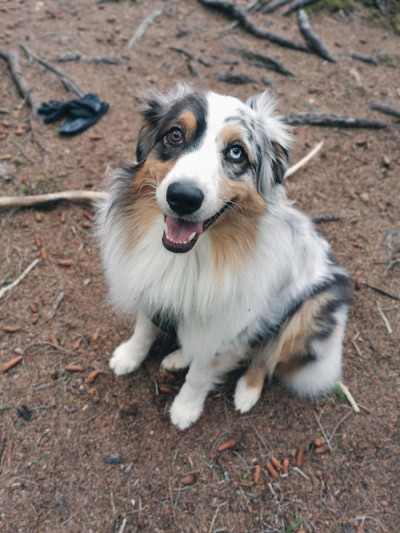 澳大利亚牧羊犬摆姿势。