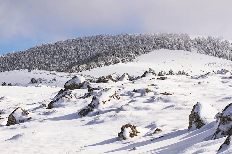 雪山与松林