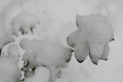 冰、雪诺