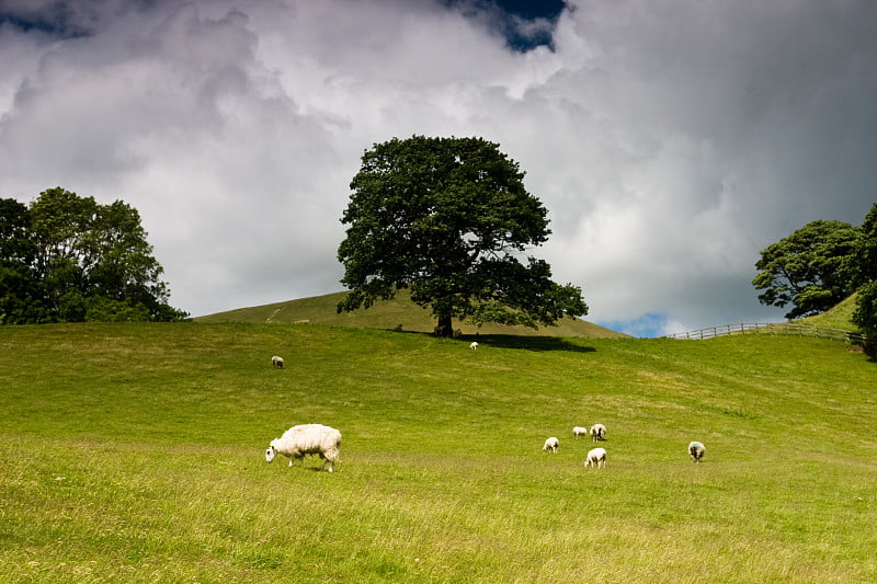 树Sedbergh