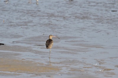 长嘴鹬(Scolopacidae)鸟在长江洲的海岸，西川郡，韩国。
