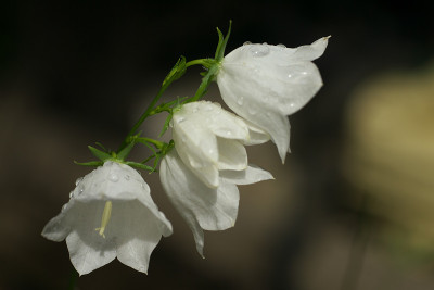 白色风铃花宏与露珠，特写白色风铃花