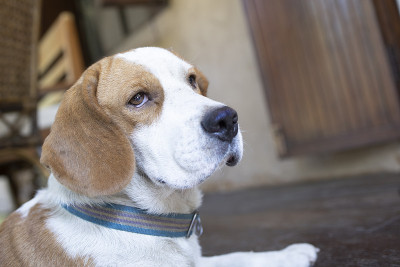 一只可爱的白棕色母比格犬。