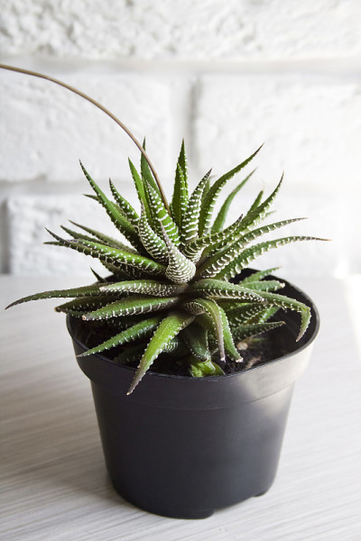 塑料花盆中的海藤属植物