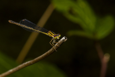 solated macro image of a Ischnura posita (fragile 