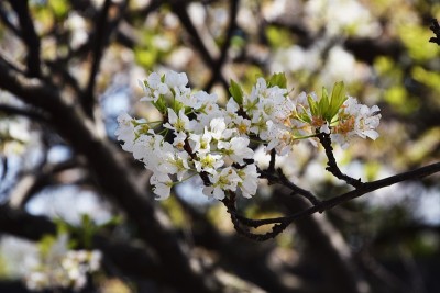 日本樱花盛开