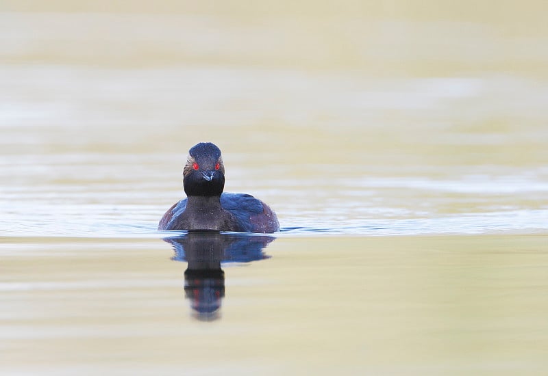 荷兰水中游泳的黑颈鸊鷉(Podiceps nigricollis