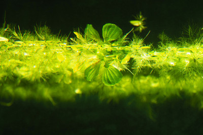 水面上绿色水生植物，从水下看