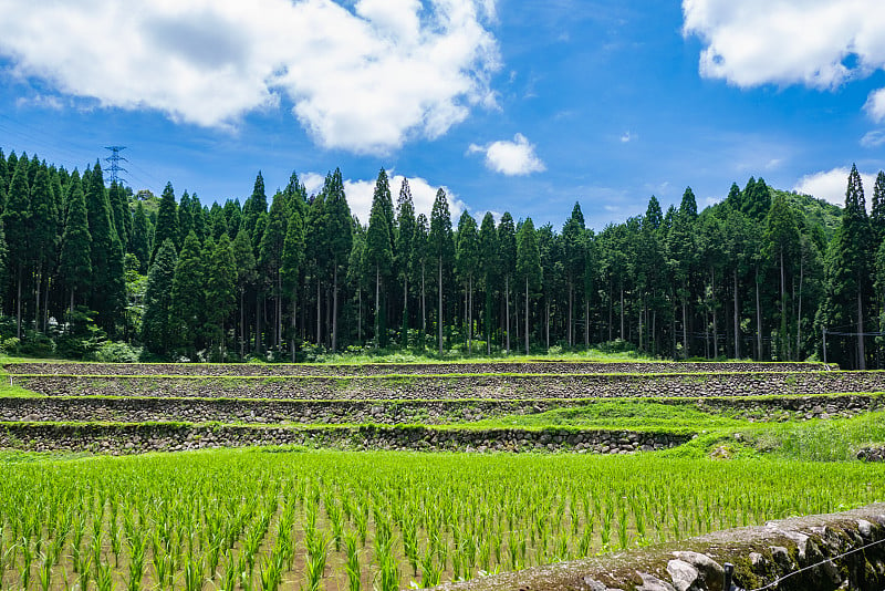 日本鹿儿岛县友水町科达的稻田。