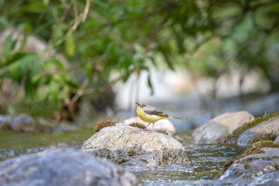 河里的一块岩石上有一条黄色的Wagtail