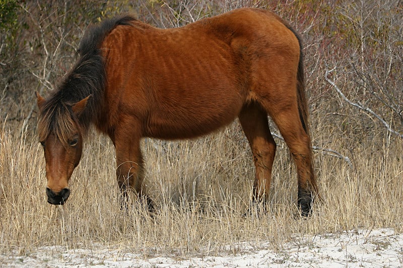 assateague马