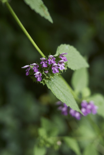 Ballota nigra