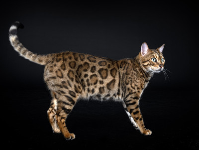 孟加拉猫