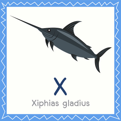 插画的X为剑鱼gladius动物