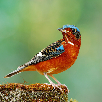 White-throated Rock-Thrush