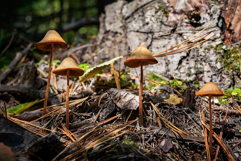 阳光下，老树桩附近有许多褐色的伞菌