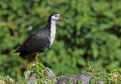 白胸Waterhen