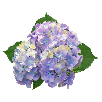 美丽的绣球花，孤立在白色